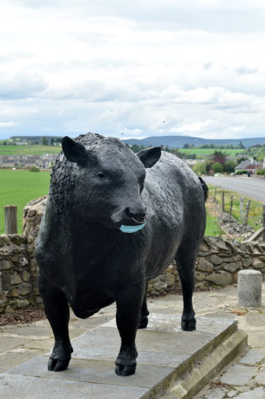 Angus Bull statue in Alford. 
Picture by DARRELL BENNS