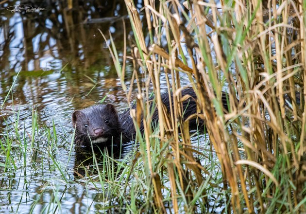 Highlanders help is being sought to identify areas where the American mink is present