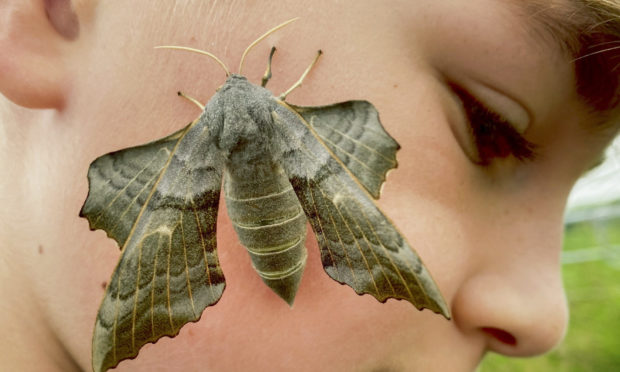 Noah Stevenson with the hawk moth.