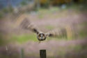 Owl in flight captured by amateur photographer Harald Huber in Inverness.