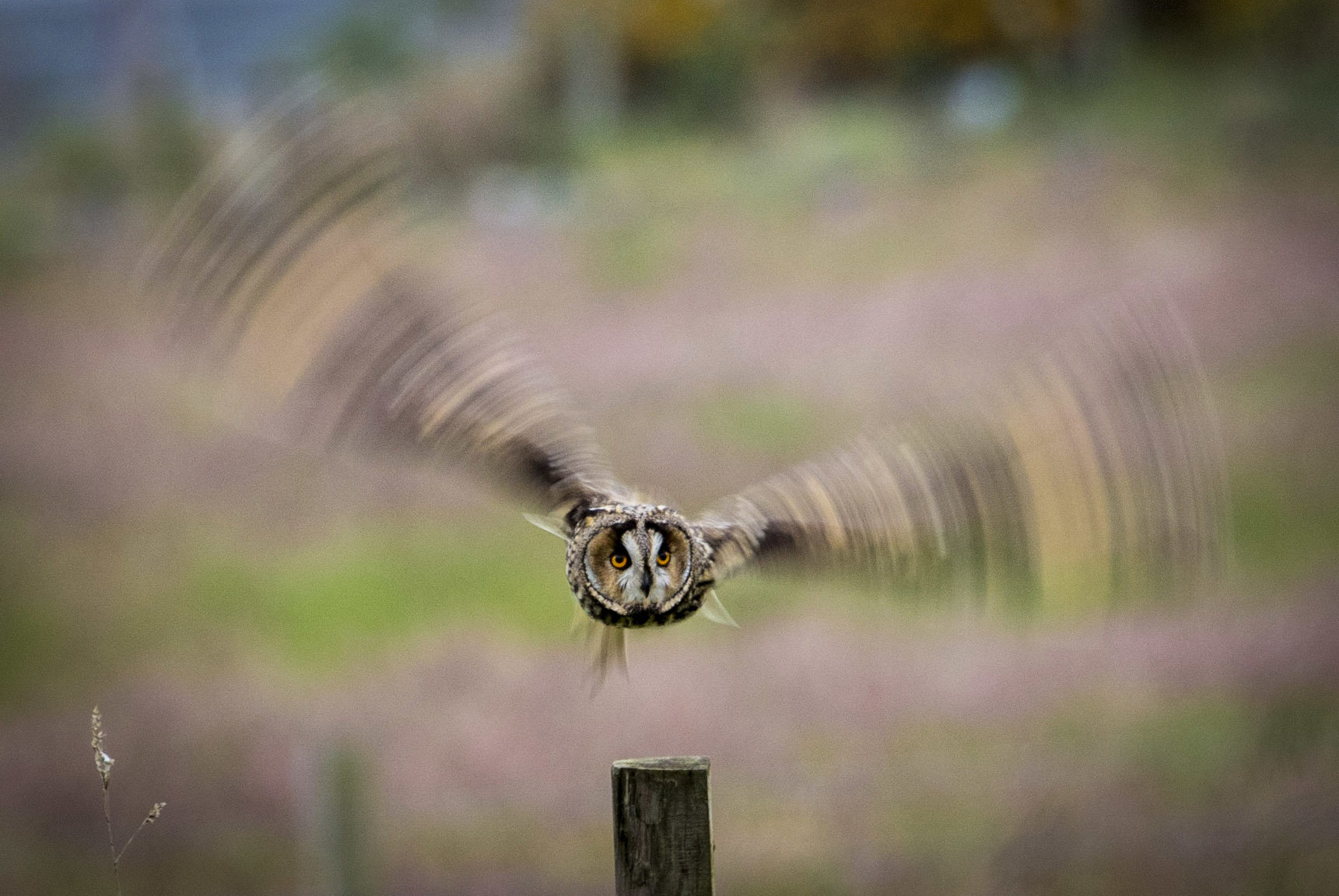 Inverness photographer captures stunning photo of owl in motion