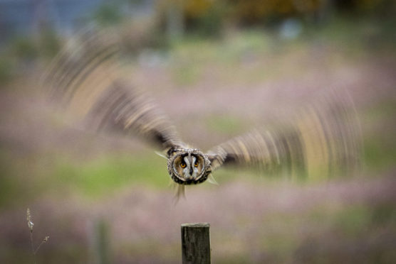 Owl in flight captured by amateur photographer Harald Huber in Inverness.