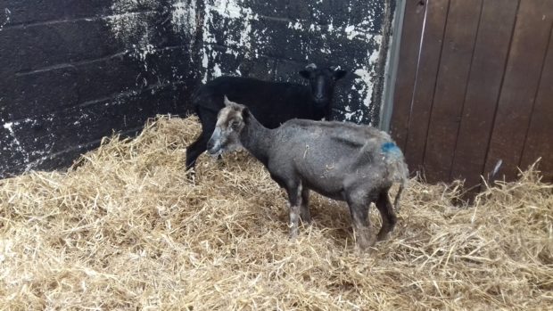 The two sheep were discovered on Redmire Crescent in Portlethen.