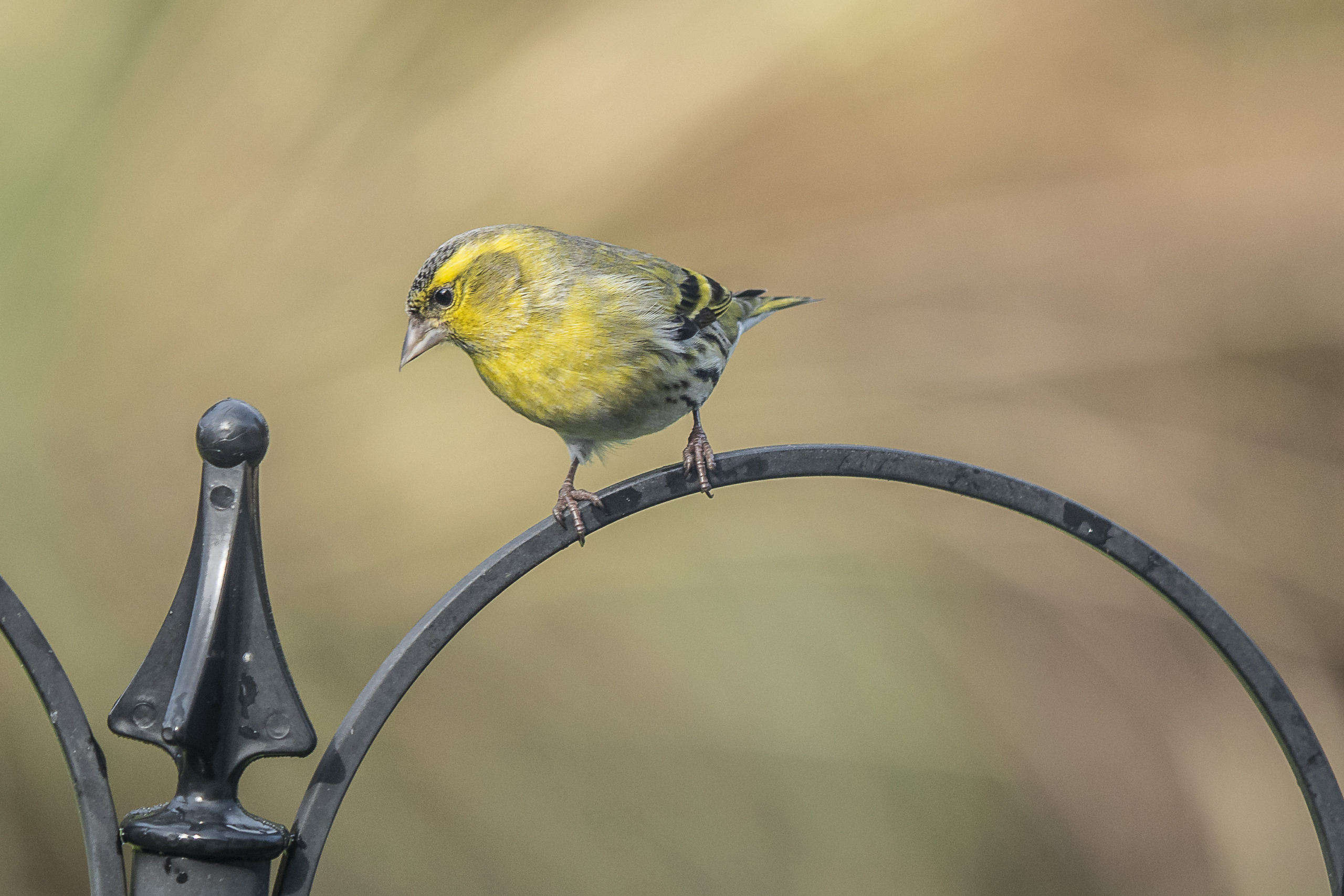 David Lawson's picture of a yellow siskin.