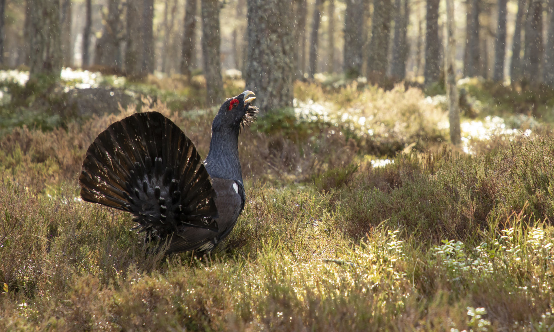 Capercaillie, in pine forest in Cairngorms National Park.