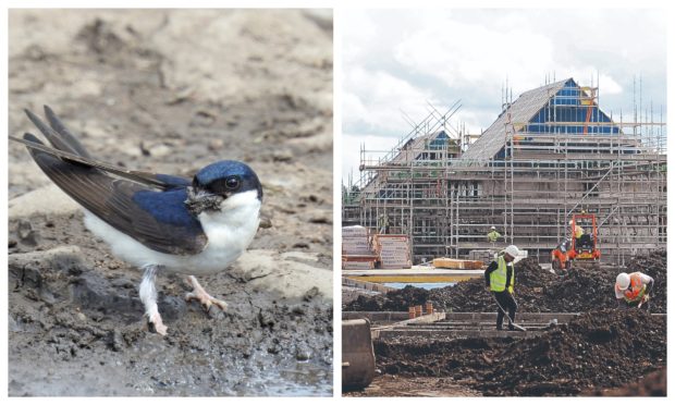 Left: A house martin
gathering mud for
nest building at
Cromarty in the
Black Isle (but not like the one on the right). Picture
courtesy of reader
Sandy Sutherland