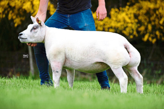 Beltex gimmer Woodies Exquisitor sold for £8,300.