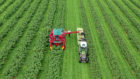 The first harvest of the Ben Lawers, developed by the James Hutton Institute, is now under way