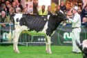 AgriScot usually features shows for dairy cattle, seminars and a host of trade stands.