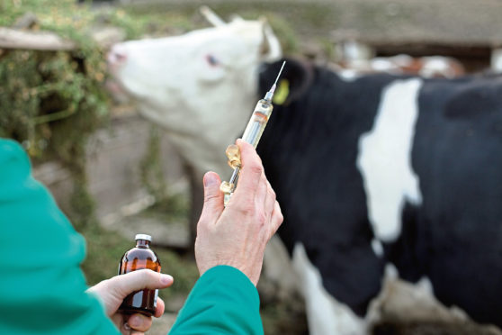 Bovine tuberculosis accounts for around 40,000 cattle having to be slaughtered each year by UK farmers.