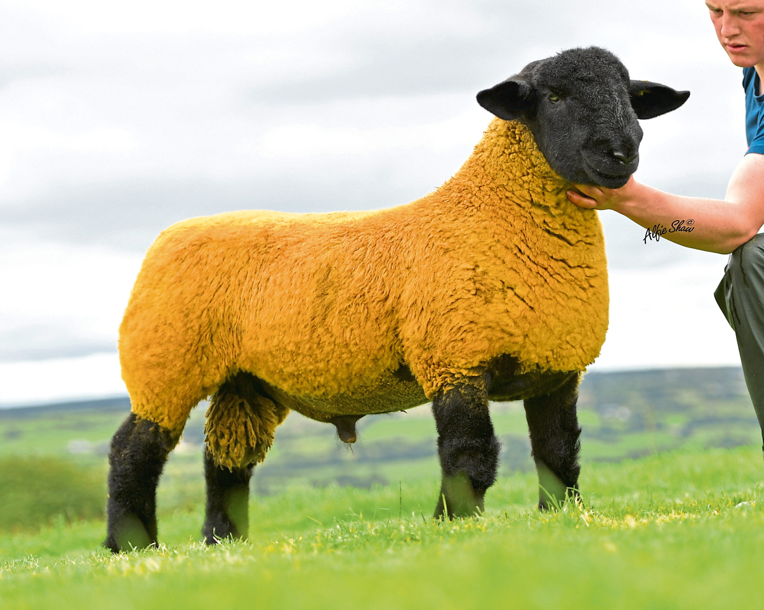 Fife breeder Stuart Craft paid 50,000gn for this Mullinvale ram lamb.
