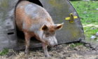 A pig at Doonies Rare Breeds Farm in Aberdeen. Picture by Kami Thomson