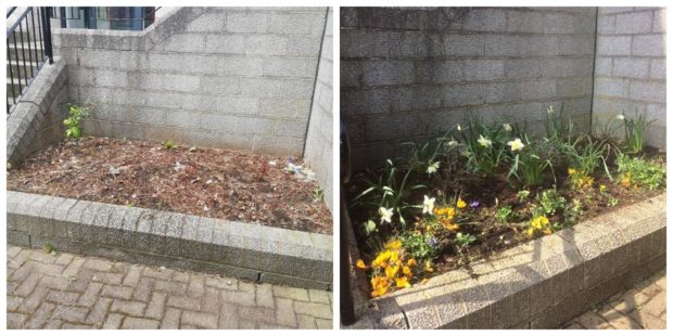 A before and after of the garden at Fountain Grange.