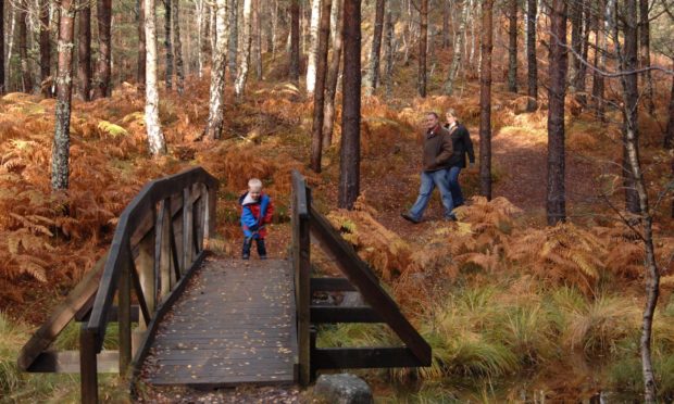 One of the paths through the forests at Cambus O' May