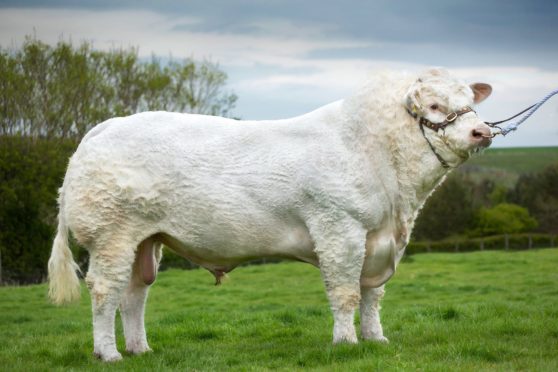 The Scottish Agricultural Show's champion of champions,  Maerdy Morwr