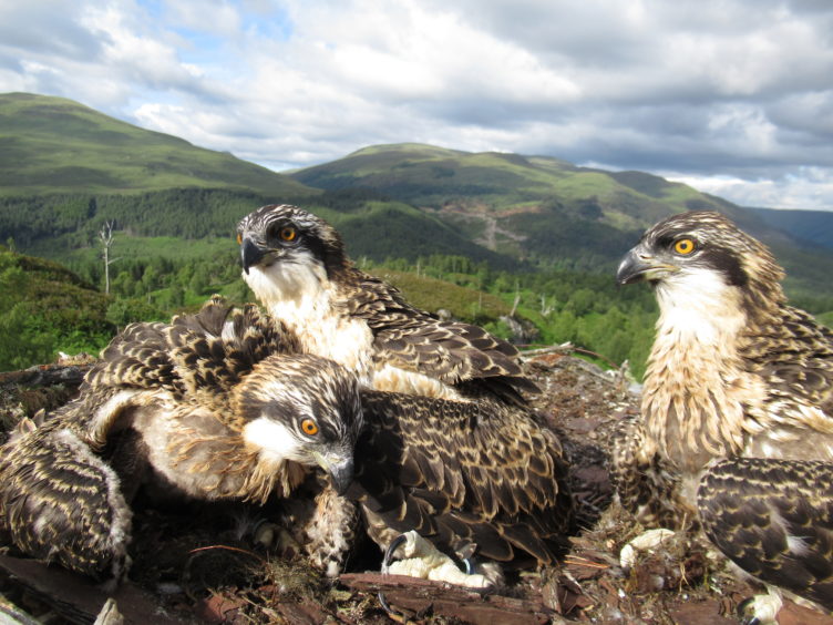 The osprey chicks at