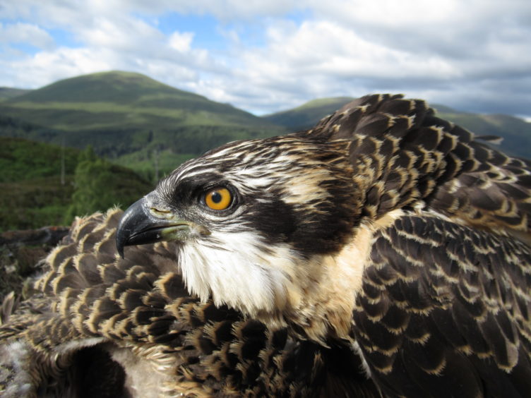 The osprey chicks at Loch Arkaig Pine Forest