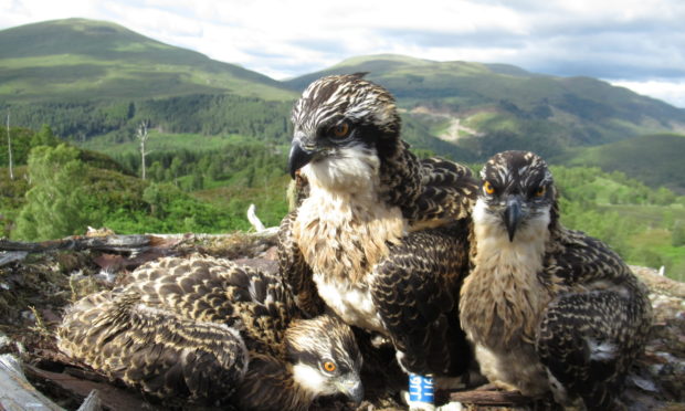 The osprey chicks at Loch Arkaig Pine Forest