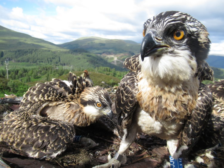 The osprey chicks at Loch Arkaig Pine Forest