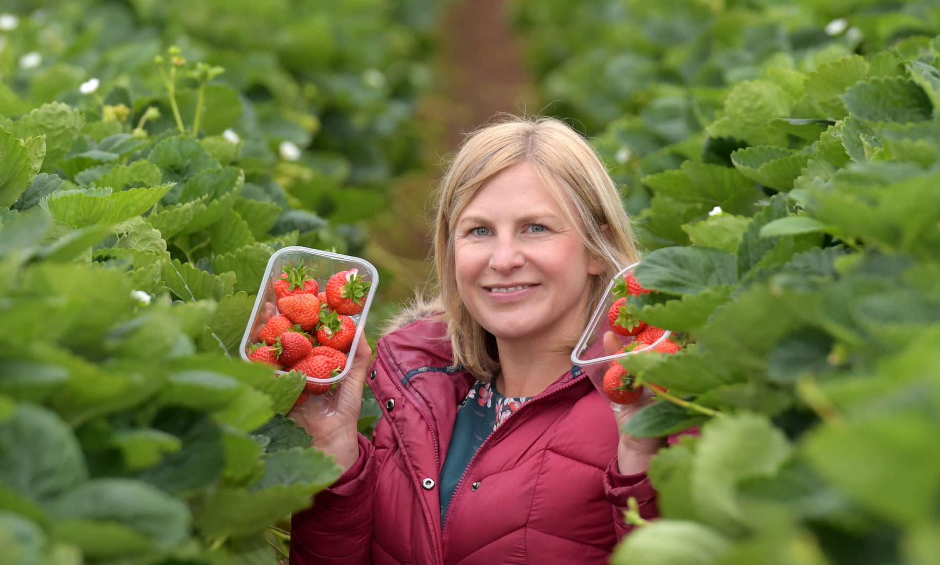Anna Marshall pictured in the strawberry polytunnels at Castleton Fruit Farm, Fourdon, Laurencekirk. 
Picture by KATH FLANNERY