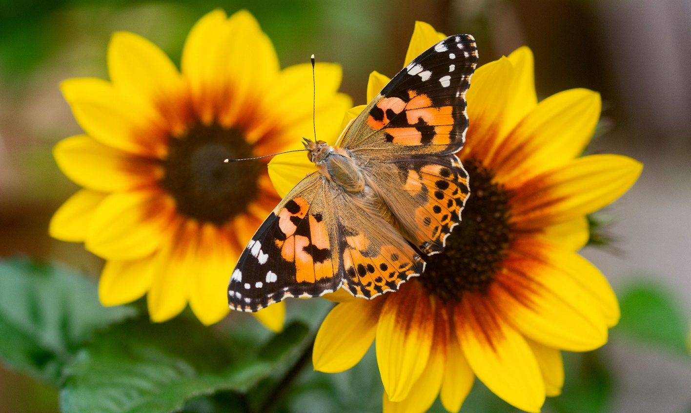 Butterflies and moths play a huge role in the eco system.
Credit: Andrew Cooper.