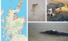 The app's results so far, left, and remains of whales discovered in Scottish beaches by its users