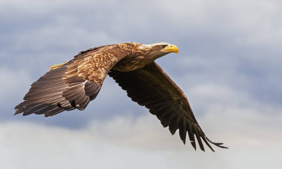 White-tail eagle flying