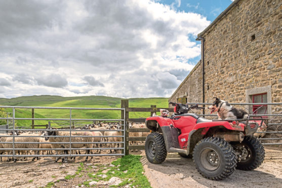 NFU Mutual said cases of sheep rustling rose by almost 15% year-on-year at the height of the coronavirus pandemic.