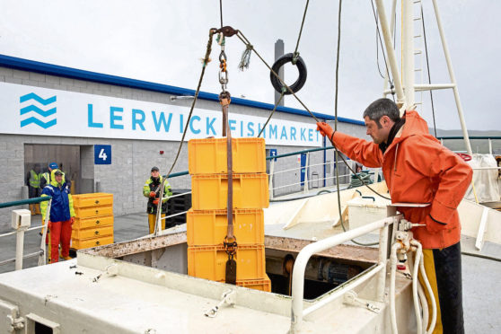 Lerwick Fishmarket receives its first whitefish landings from local vessel Sedulous LK308 overseen by skipper John Wishart._
