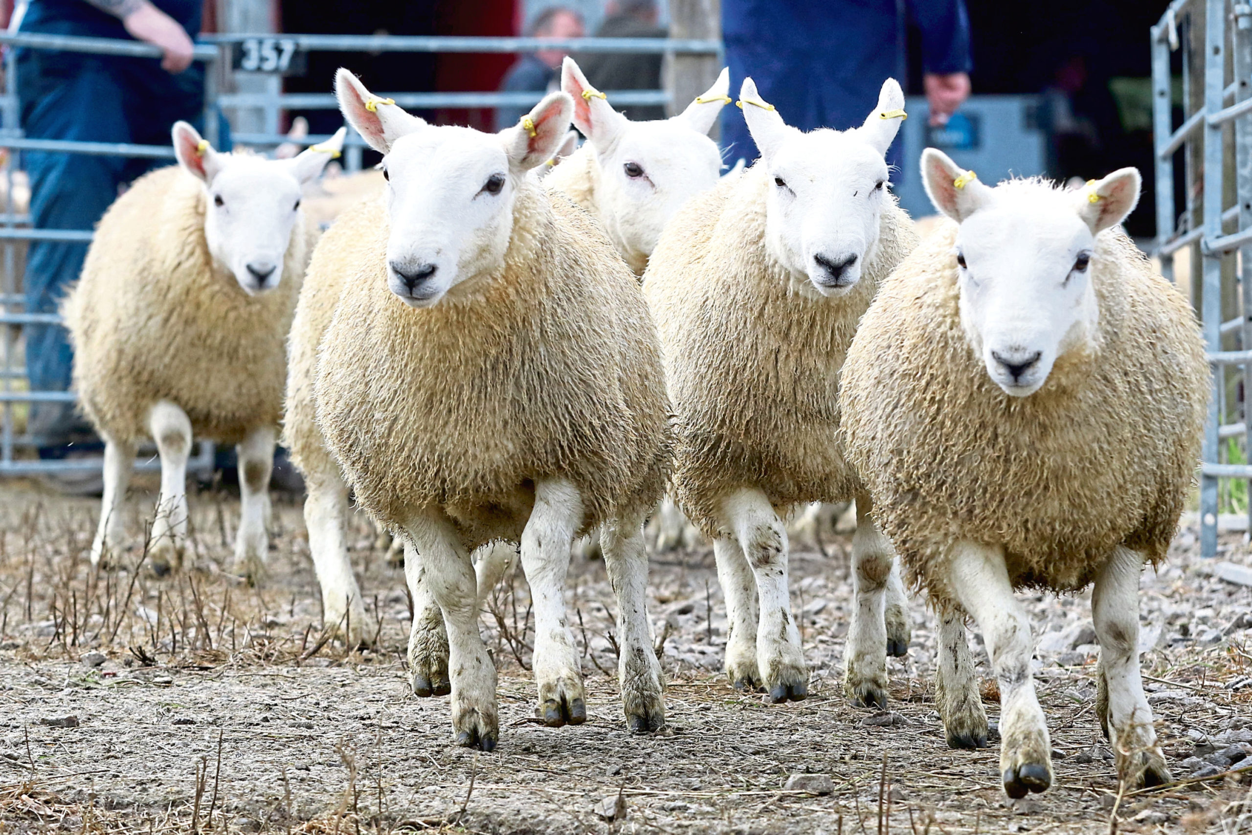Store lamb trade has "started with confidence" according to George Purves from United Auctions.