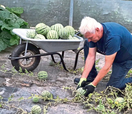 Melon harvesting supervisor Paul Mondey picking the bumper crop of watermelons at Oakley Farms.