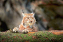 Support has risen for the reintroduction of the lynx. Image: Ondrej Prosicky/Shutterstock.