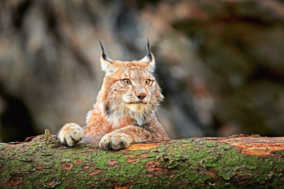 The Trust wants to release three Lynx in the Queen Elizabeth Forest Park.