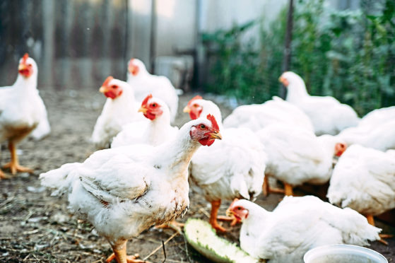 Broilers destined for the Coupar Angus site are being transported to be processed at 2 Sisters plants in England