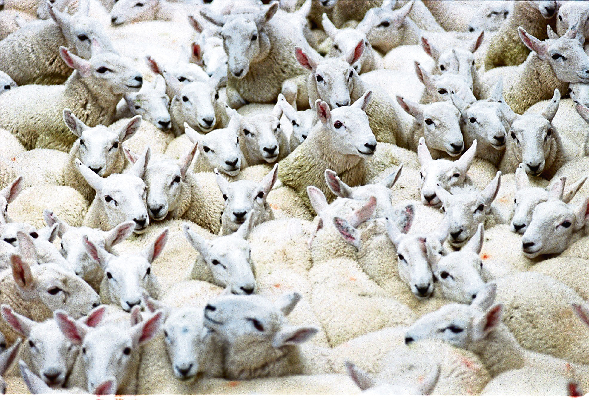 Liveweight price drop fuelled by high feed costs and supply of New Zealand lamb into Britain