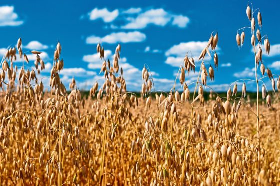 The plant at Savock Farms is thought to be a first for Scotland.