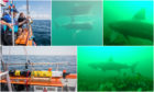 SharkCam was deployed last summer to follow the movements of three basking shark off Coll and Tiree