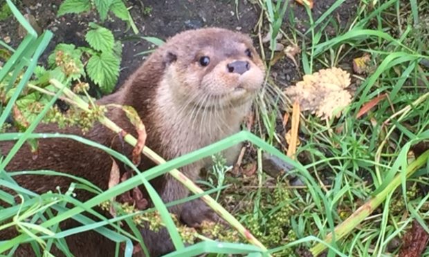 Bealltainn is currently being nursed back to health at the Otter Hospital on Skye