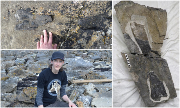 The dinosaur limb is the first of its kind to have been discovered on Eigg