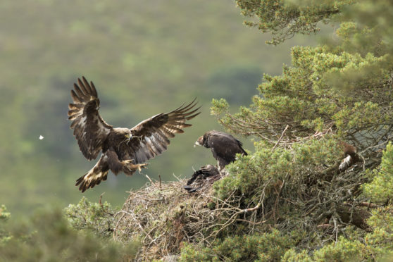 Golden eagle (Aquila chyrsaetos) adult female flying into nest site with small branch, Cairngorms National Park, Scotland