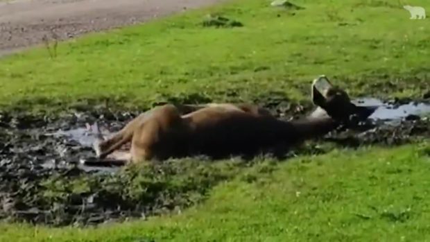 A white lip deer enjoys a roll in the mud to cool down at Highland Wildlife Park