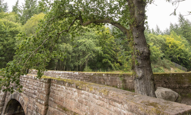 Lord President's Tree