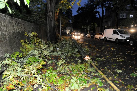 Fallen tree on Albyn Grove.