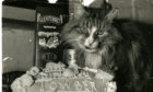 Towser, the famous Glenturret Distillery cat.