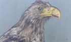 A sea eagle was found badly injured on the Isle of Lewis.