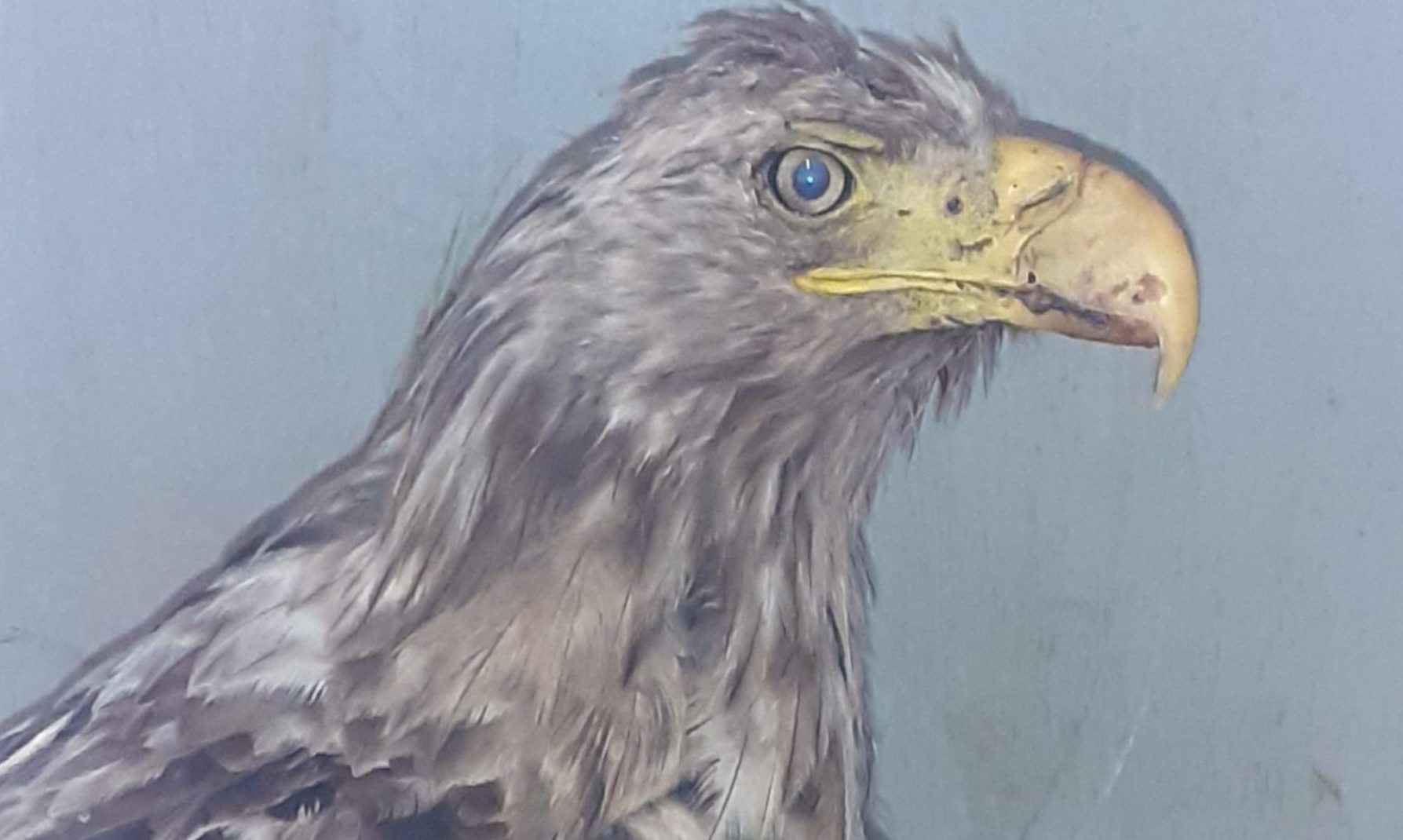 Sea eagle was saved by the Scottish SPCA on Isle of Lewis.