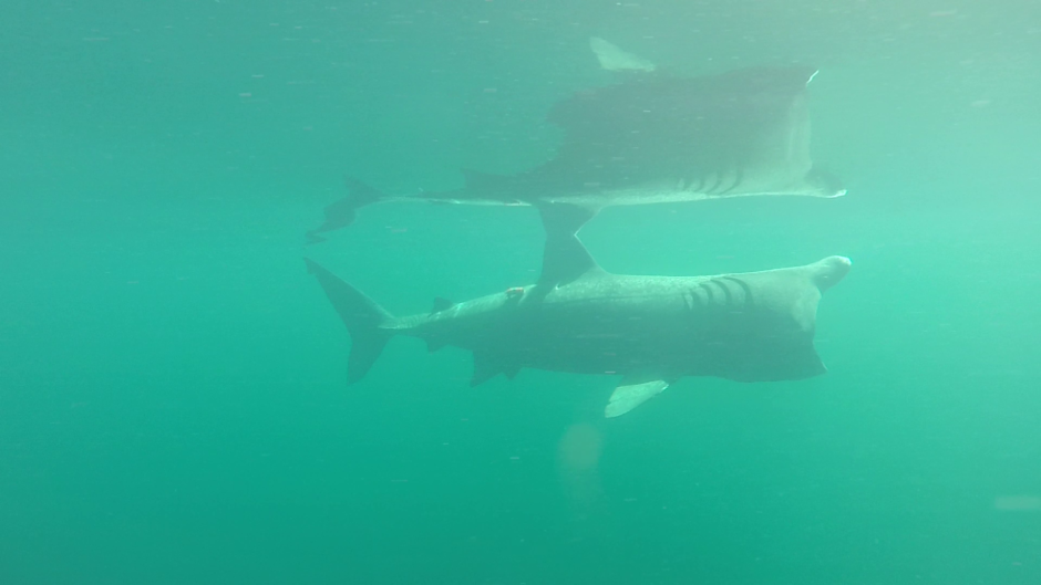 Images like this have been produced after careful monitoring of the basking sharks behaviour