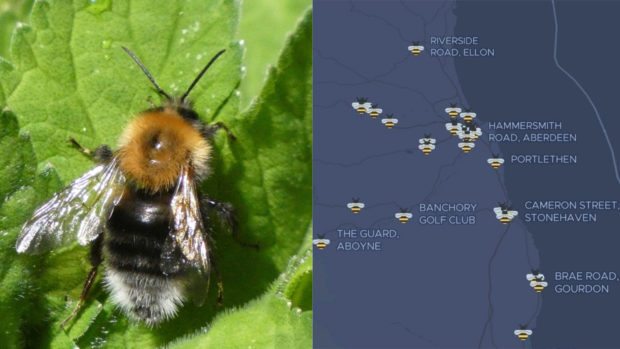 A tree bumblebee was spotted at Haughton Park, Alford last year.