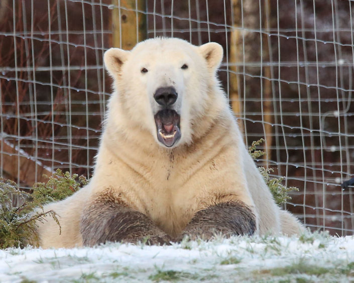 Hamish the Polar Bear at the Highland wildlife park celebrating his 2nd birthday