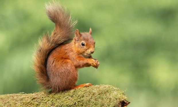 The Great Scottish Squirrel Survey will take place from from September 21 to 27.